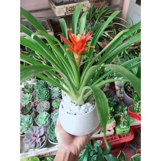 Chậu cây phong lộc hoa
