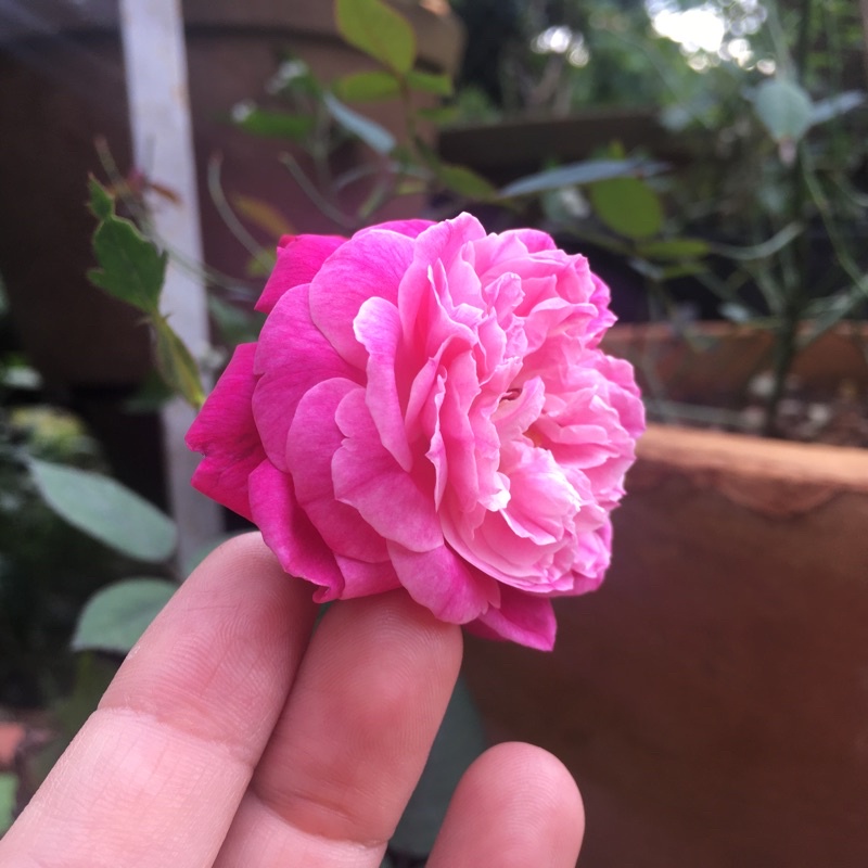 Đơn hàng của chị Thu Lệ