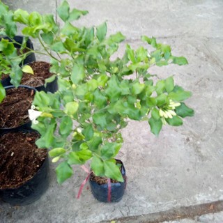 Cây nguyệt quế.