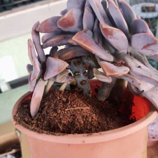 Echeveria Super Bum ( Cổ thụ)