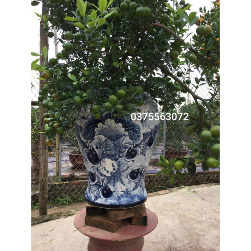 Chóe phong thủy, Chóe bày , ngâm rượu, ngâm thuốc vẽ kỹ hàng Bát Tràng. Giá 1 chiếc