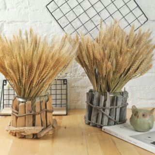 Lúa mạch khô - lúa mì 50g