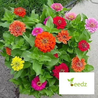 gói 40 hạt giống cúc ngũ sắc nhiều màu VINMARK HẠT GIỐNG