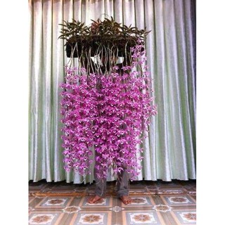 Cây giống lan Giả Hạc Pháp - kie 5-7cm khoẻ mạnh - Trang Flower