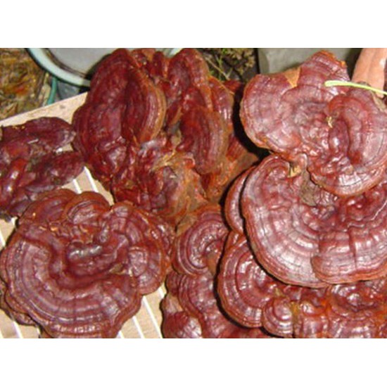 Nấm Linh Chi Đỏ Cao Cấp 500g