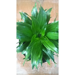 Cây phát tài nhật
