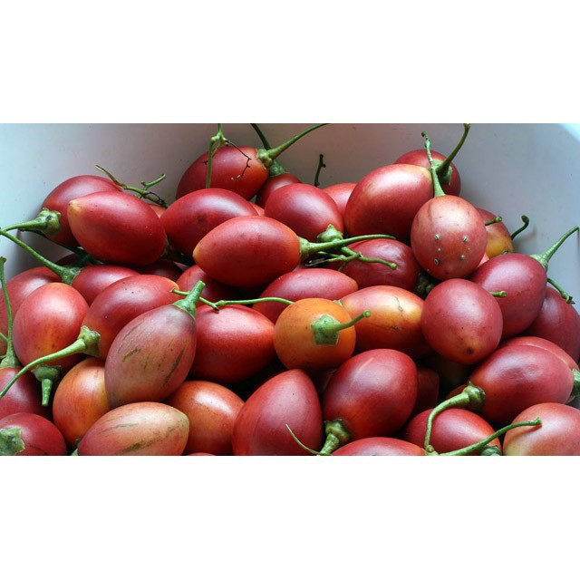 Hạt giống cà chua thân gỗ ( 04 hạt) tại Hạt Giống Bốn Mùa