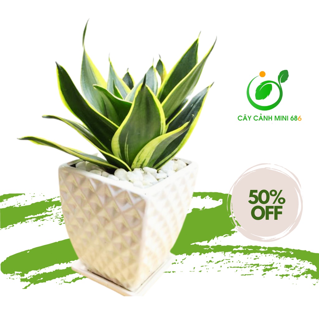 Cây lưỡi hổ lùn nhà vườn