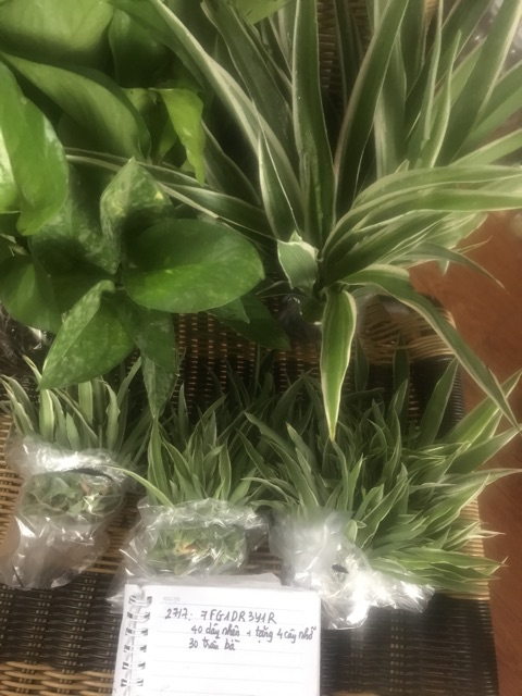 Combo 50 cây cỏ lan chi