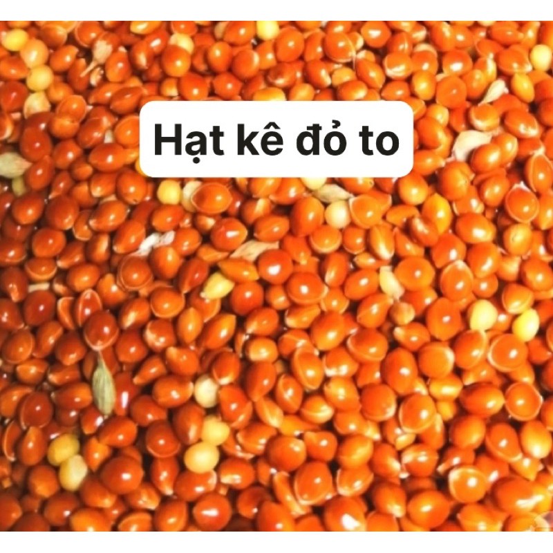 Hạt kê đỏ to 1kg