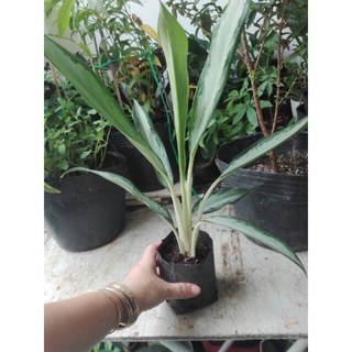 Cây giữ tiền