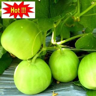 Hạt giống Dưa Lê Siêu Ngọt 10 hạt