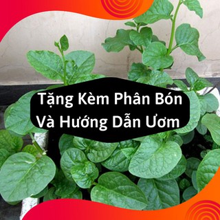 Combo 2 Gói Hạt Giống Rau Mồng Tơi