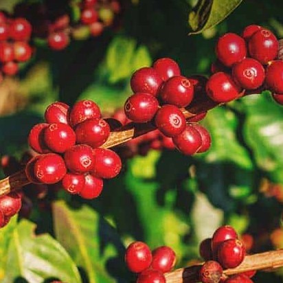 (TẶNG MÁY) Cà Phê Nguyên Chất Arabica & Robusta Rin pha phin pha máy hương vị đậm vừa