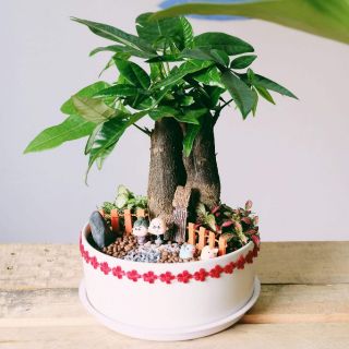 Kim ngân mix lá may mắn