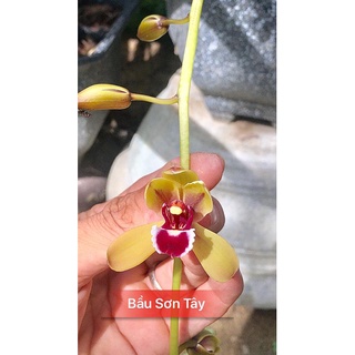 Lan kiếm Bầu SơnTây giống đã thuần tại vườn