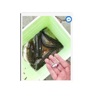 Mồi ruồi- chuyên câu rô phi, cá sộp, cá chim...