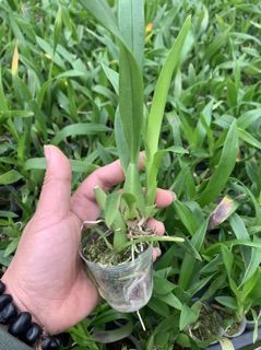 Cây vũ nữ vàng giống