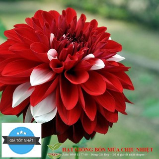 GÓI 20 Hạt Giống Hoa Thược Dược Đỏ ĐẾN MÙA TRỒNG TẾT