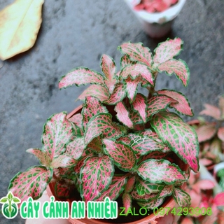 Cẩm Nhung đỏ đậm
