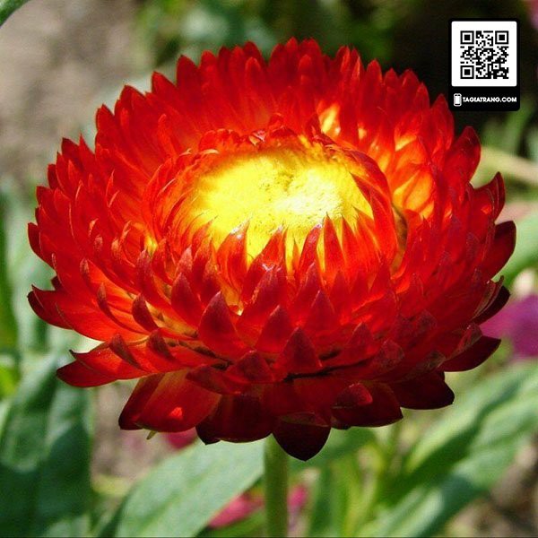 Hạt giống hoa cúc bất tử