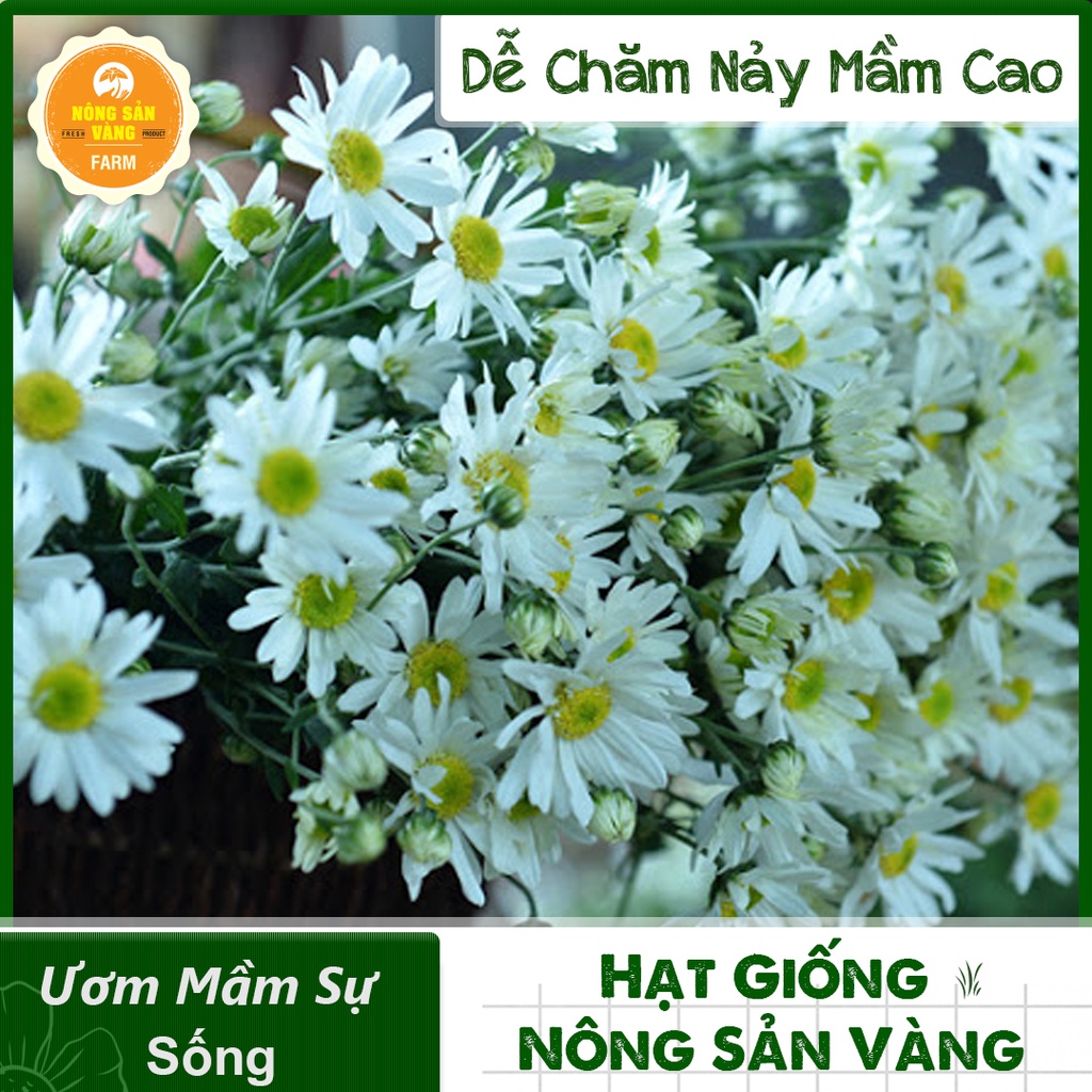 Hạt giống Hoa Cúc Họa Mi Trắng ( Gói 0,03 gram ) - Nông Sản Vàng