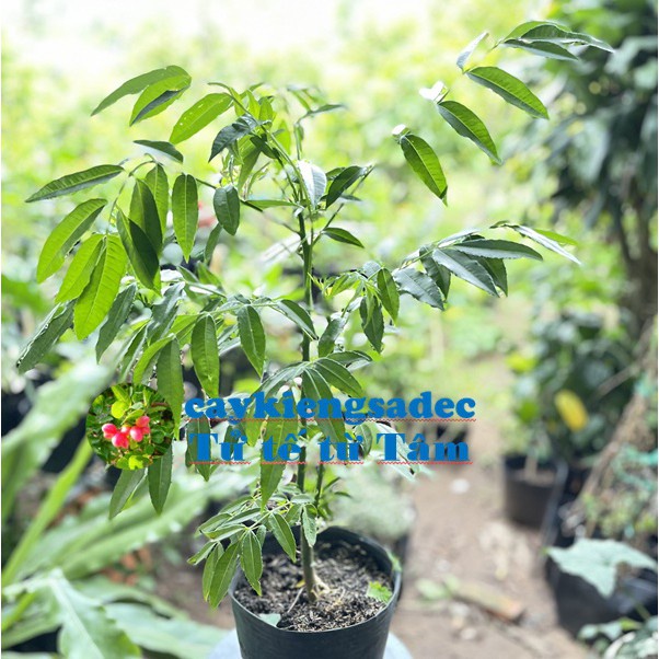 Caykiengsadec - Cây cóc Thái - tặng phân bón-hoa kiểng lá-trang trí nội thất cảnh quan sân vườn ngoài trời