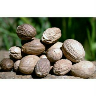 Nhục đậu khấu