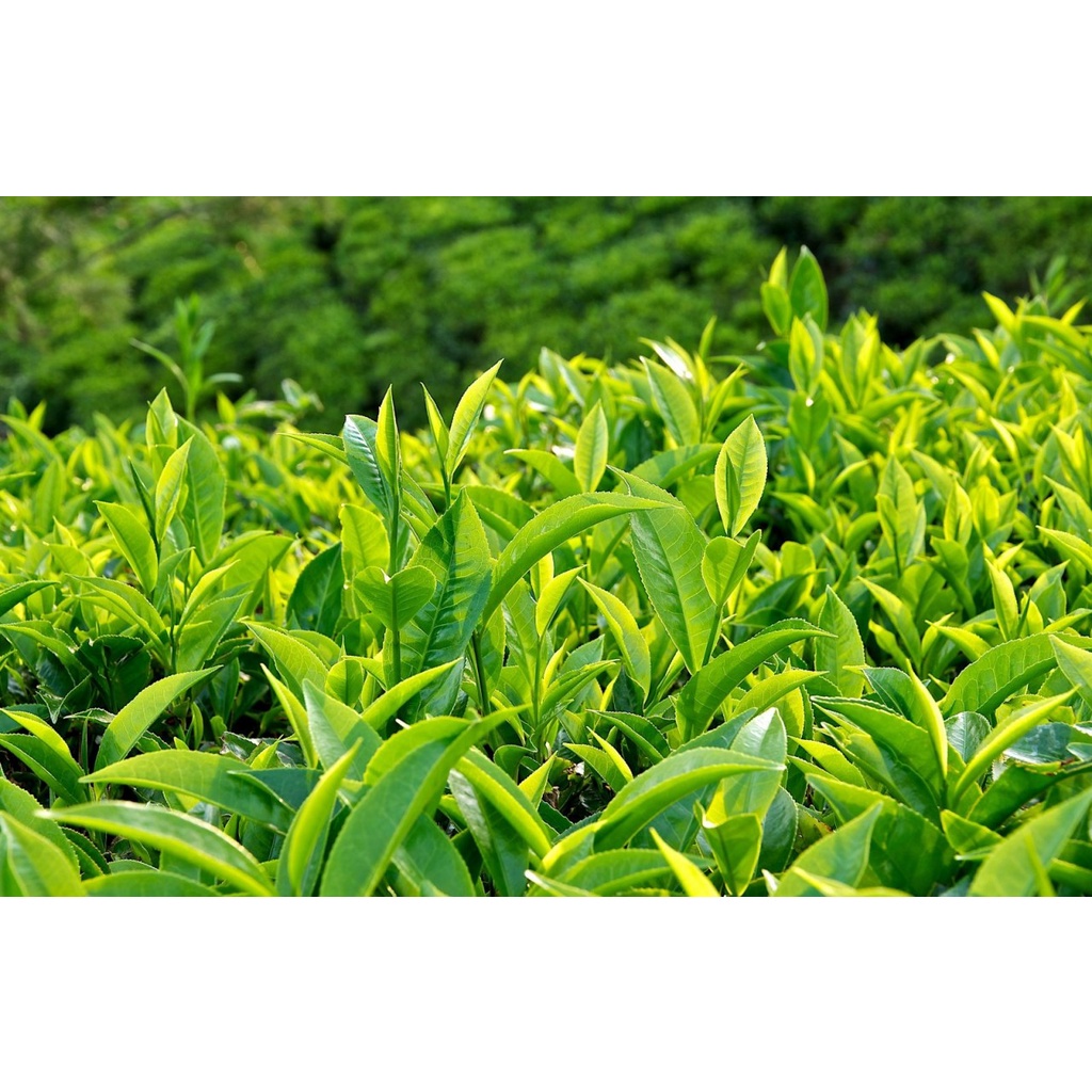 Trà Phúc Long Hộp Giấy 150g (trà xanh, trà lài, trà sen) - Phúc Long Coffee &amp; Tea