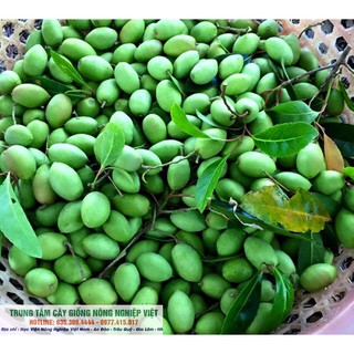 Cây Giống Trám Trắng