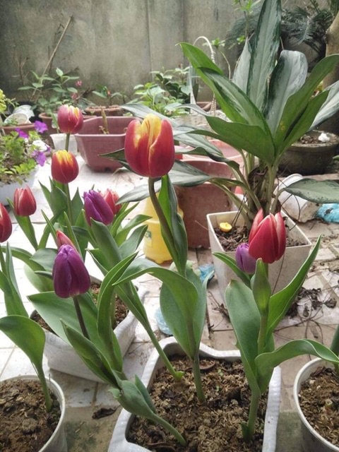 Củ tulip kép Hà lan có chọn màu