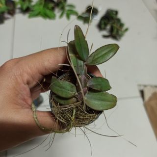 Hoa lan giả hạt Châu Như