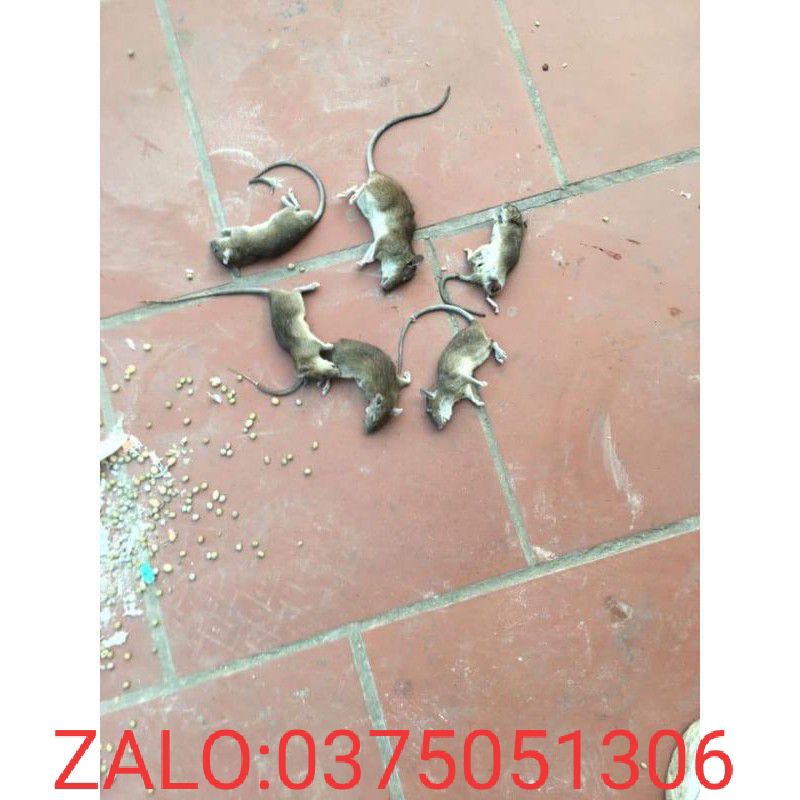 BẢ NGỬI ĂN CHUỘT CHẾT NHANH SAU 5 PHÚT KHI ĂN HÀNG NHẬP
