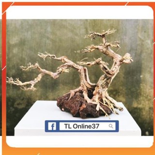 [Siêu Rẻ] Lũa Bonsai 2 Thân D48xC42 - Xưởng TL Online37 [TS Online37]