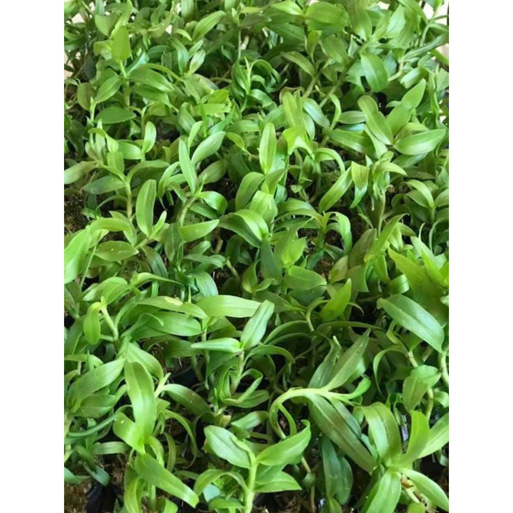 hoa phong lan 5ct họng tím | BigBuy360 - bigbuy360.vn