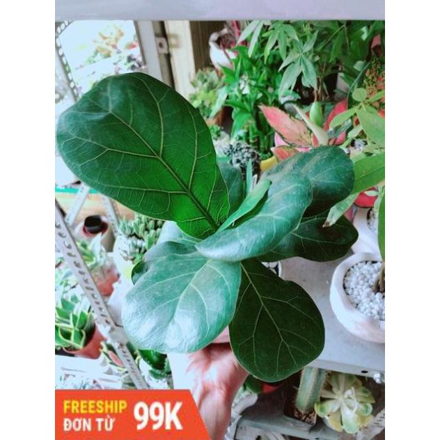 Chậu Bàng Singapore