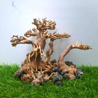 LŨA BON SAI 3 Thân cấy rêu ( N23cm C16c-sâu 10cm)