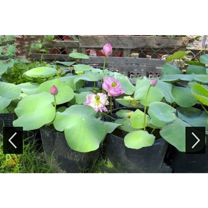 5 cái chậu nhựa trồng sen bít lỗ đường kính 34cm