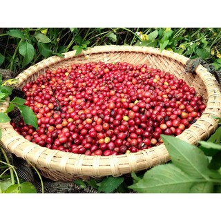 Cà phê rang mộc - Robusta Natural (500g) - Xì Phố Cafe