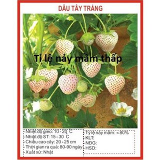 Hạt giống Dâu tây Trắng 100 Hạt