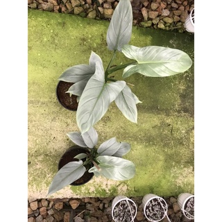 Chậu cứng Philodendron Hastatum - Trầu bà kiếm bạc