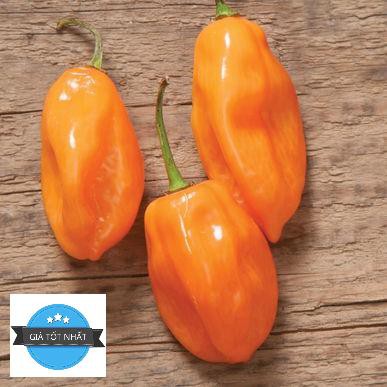 5 Hạt Giống Ớt Cay Habanero Scoville Giống Ớt Cay Nhất Thế Giới Giống Nhập Ngoại 5 Màu