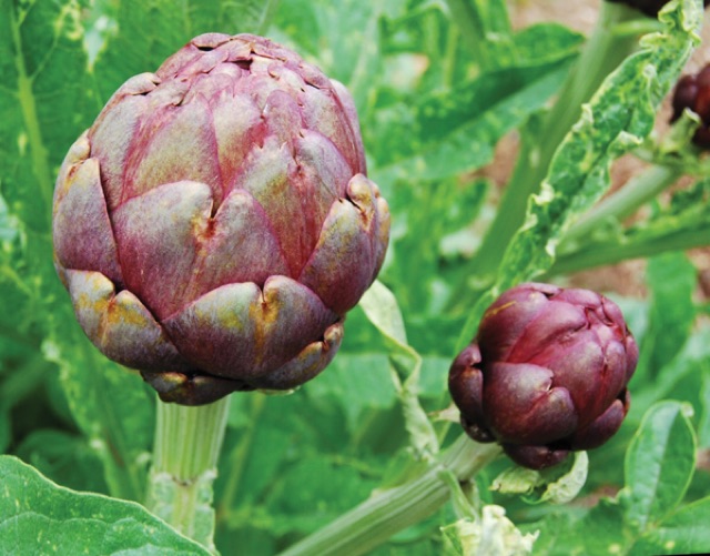 Hạt giống a-ti-sô hay còn gọi ác-ti-sô (cây thảo dược)