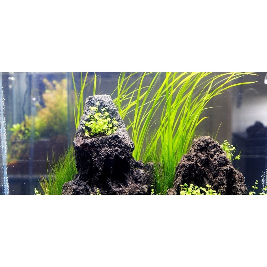 Cây hẹ nước thủy sinh - cây thủy sinh trồng trung cảnh và hậu cảnh dễ chăm sóc không cần CO2 - Darlac's Aquaria Eelgrass