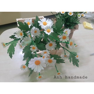 Sỉ cánh cúc họa mi các size, cúc tana, cúc châu phi