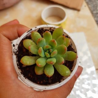 Sen đá thược dược