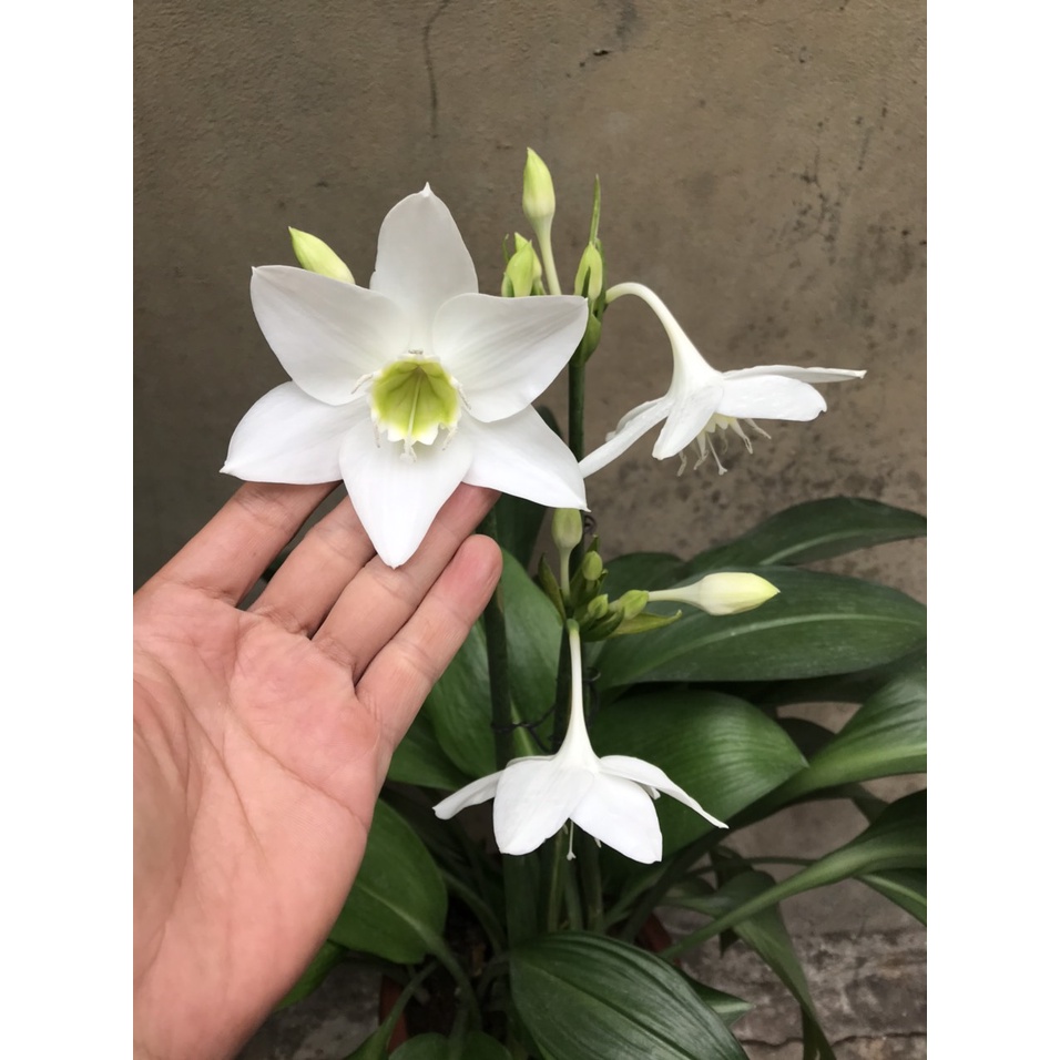 Cây hoa ngọc trâm