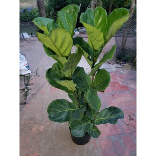 Cây bàng Singapore (loại 2 .3ngọn cao 80cm) tặng kèm phân bón