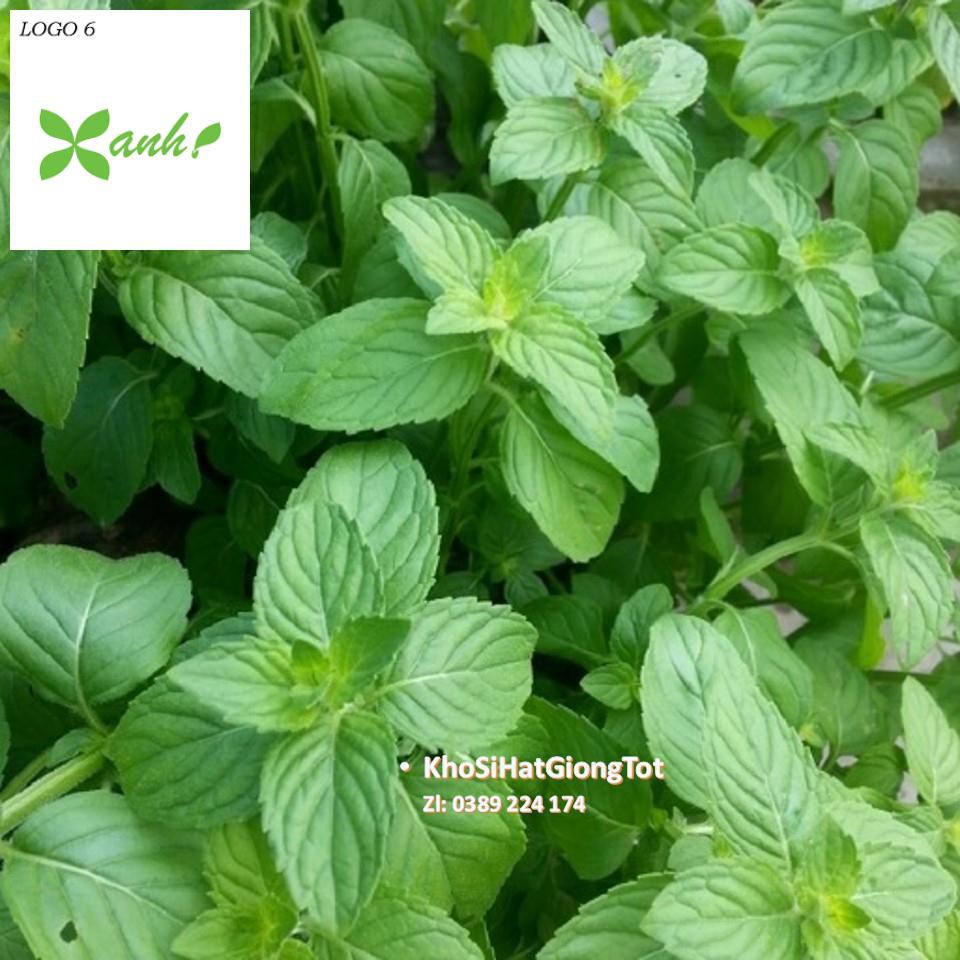 Gói 50 Hạt Giống Húng Thơm Trắng / Rau É Trắng / Rau Thơm Sả