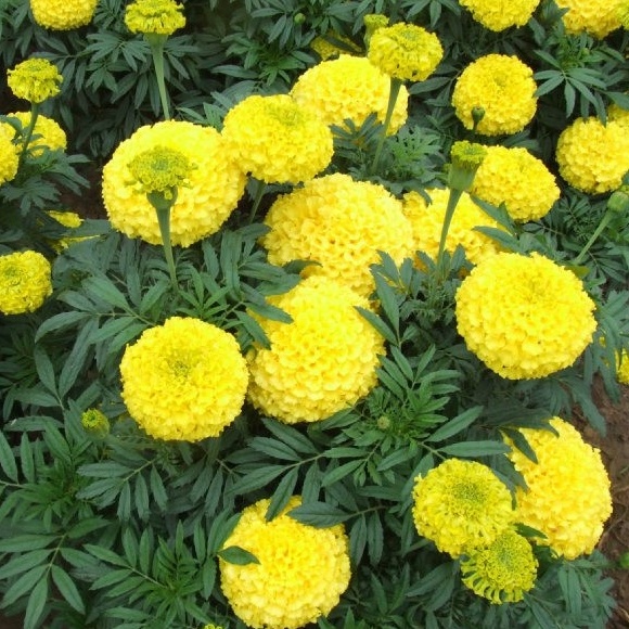 10h Hạt Giống Hoa Cúc Vạn Thọ Cao Lỡ Vàng Sai Bông F1 - TaNe Garden